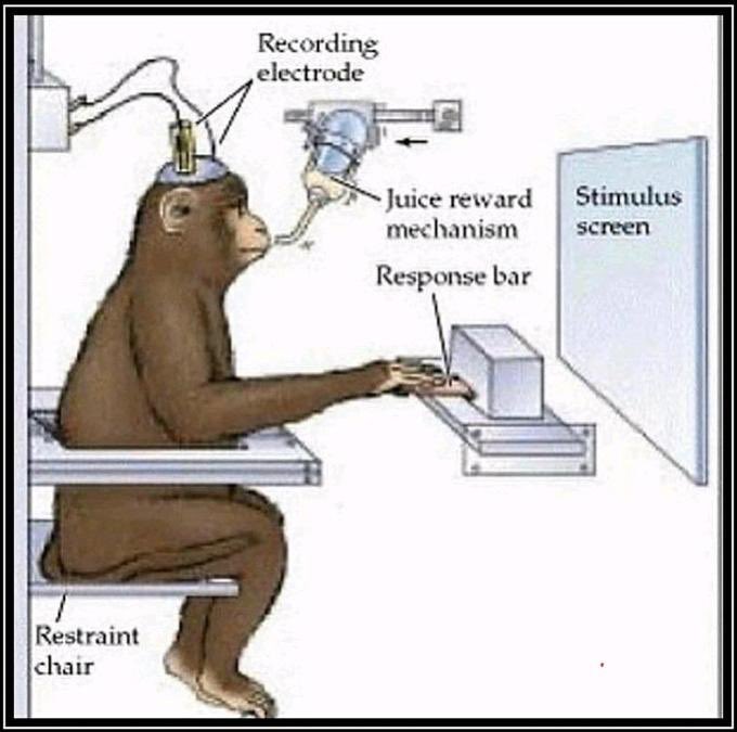 Recording electrode
Stimulus screen
Juice reward mechanism
Response bar
Restraint chair