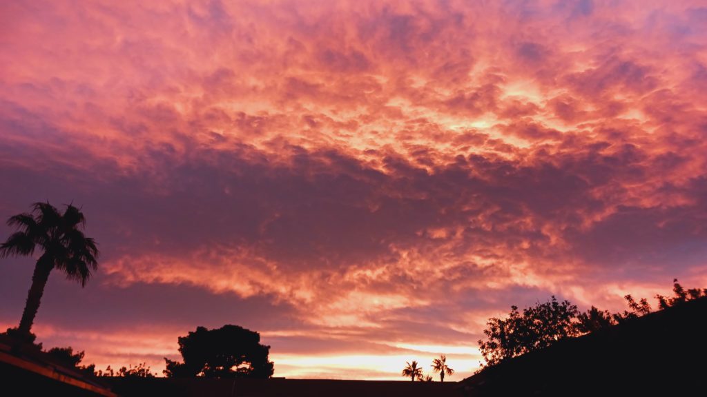 sunset with palm trees