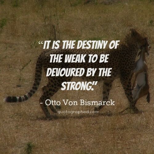 "IT IS THE DESTINY OF THE WEAK TO BE DEVOURED BY THE STRONG!
Otto von Bismarck
quotographed.com