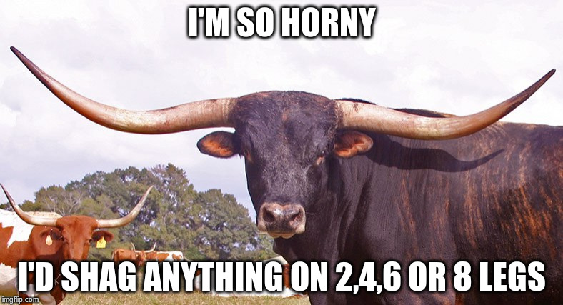 I'M SO HORNY
I'D SHAG ANYTHING ON 2.4.6 OR 8 LEGS
imgflip.com