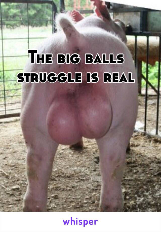 THE BIG BALLS STRUGGLE IS REAL,
whisper