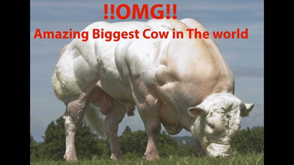 !!OMG!!
Amazing Biggest Cow in The world